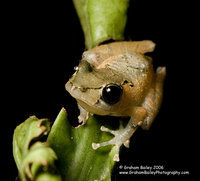 Rain Frog - Eleutherodactylus sp.