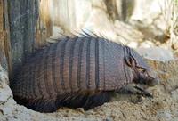Image of: Chaetophractus villosus (large hairy armadillo)