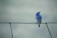 Sialia currucoides - Mountain Bluebird