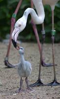 Phoenicopterus roseus - Greater Flamingo