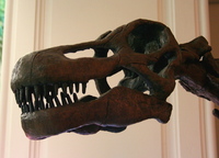 Saltasaurus australis