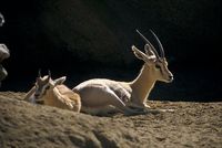 Gazella dorcas - Dorcas Gazelle