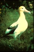 Short-tailed Albatross - Phoebastria albatrus