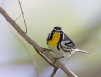 Yellow-throated Warbler (Dendroica dominica) photo