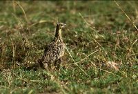 Yellow-throated Sandgrouse - Pterocles gutturalis