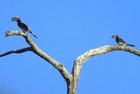 Trumpeter Hornbill - Ceratogymna bucinator