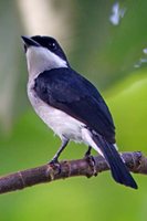 Black-winged Flycatcher-shrike - Hemipus hirundinaceus