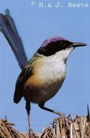 Purple-crowned Fairywren - Malurus coronatus