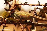 Dwarf chameleon (Bradypodion species)