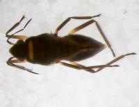 : Microvelia sp.