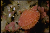 : Chlamys sp.; Scallop