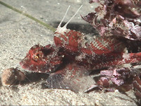 Icelinus tenuis, Spotfin sculpin: aquarium