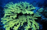 Acropora palmata - Elkhorn Coral