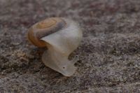Vallonia pulchella - Grass Snail
