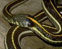 Image of: Thamnophis cyrtopsis (black-necked garter snake)