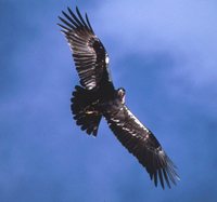 Spanish Eagle - Aquila adalberti