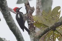 Lineated Woodpecker (Drycopus lineatus) photo