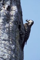 Red-cockaded Woodpecker - Picoides borealis