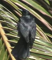 Cuban Blackbird - Dives atroviolacea