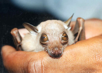 Micropteropus pusillus - Dwarf Epauletted Fruit Bat