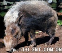 以前经常把假面野猪当作红河猪的亚种，现在很多分类已经越来越赞同把它独立成种，再来一张 -