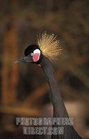 Black crowned crane , Balearica pavonina , R