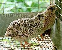 A Gold Speckled Coturnix