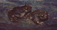 : Alytes obstetricans; Common And Iberian Midwife Toad