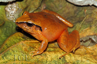 : Craugastor rhodopis; Polymorphic Robber Frog
