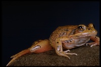 : Rana aurora aurora; Red-legged Frog