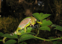 : Bradypodion pumilum; Dwarf Chameleon