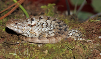 : Sceloporus olivaceus; Texas Spiny Lizard