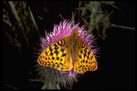 : Speyeria zerene; Zerene Fritillary Butterfly