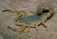 : Tityus serrulatus; Brazilian Yellow Scorpion