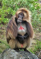 The Gelada is a terrestrial, vegetarian and endemic baboon that can be found in large social gro...