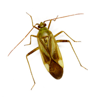 Adelphocoris lineolatus - Alfalfa Plant Bug