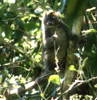 Grey gentle lemur (Hapalemur griseus)