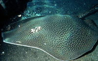 Himantura uarnak, Honeycomb stingray: fisheries, gamefish
