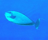 Naso vlamingii, Bignose unicornfish: fisheries, aquarium