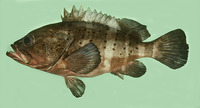 Epinephelus amblycephalus, Banded grouper: fisheries