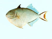Xanthichthys lineopunctatus, Striped triggerfish: fisheries