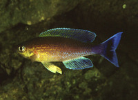 Cyprichromis leptosoma, : aquarium