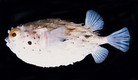 Tragulichthys jaculiferus, Longspine burrfish: