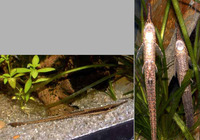 Farlowella acus, Whiptail catfish: aquarium