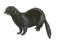 Image of: Neovison vison (American mink)