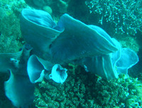 Porifera - sponges