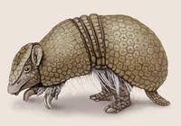 Image of: Tolypeutes matacus (southern three-banded armadillo)