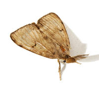 Image of: Lymantria dispar (gypsy moth)