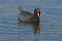 Red-fronted Coot - Fulica rufifrons