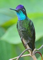 Magnificent Hummingbird - Eugenes fulgens